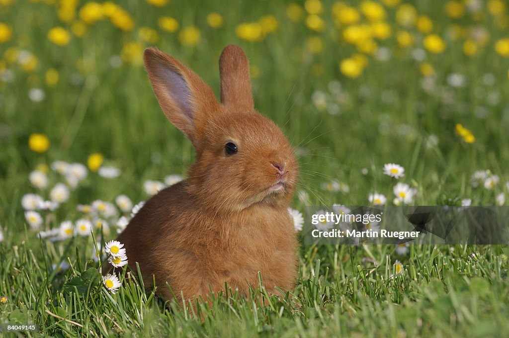 Young rabbit in meadow.
