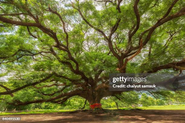 big tree - oak woodland stock pictures, royalty-free photos & images