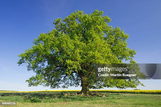 oak tree (quercus spec.) in spring. - oak stock-fotos und bilder
