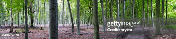 panoramic  of a european beech forest - european beech stock pictures, royalty-free photos & images