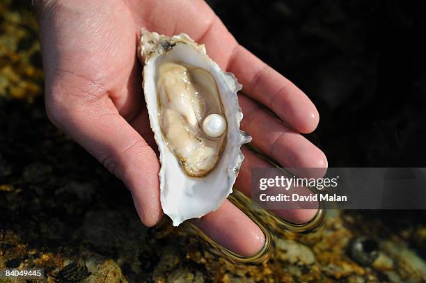 hand holding oyster with pearl - oyster pearl stockfoto's en -beelden