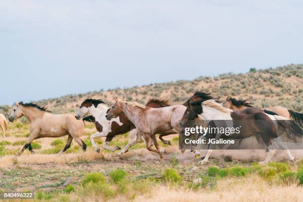 Running Rodeo Stock 1,103 Rodeo Images Free Stock Photos, High-Res Pictures, and Images ...