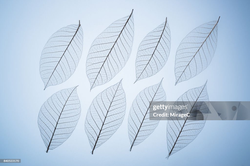 Leaf Skeletons