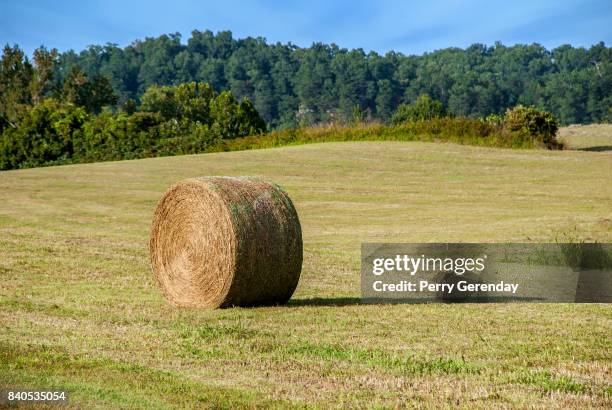 round bales of hay in a field - tennessee farm stock pictures, royalty-free photos & images