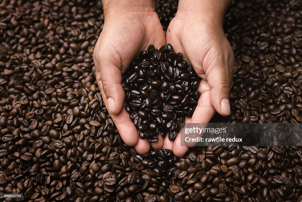 HANDS HOLDING COFFEE BEANS