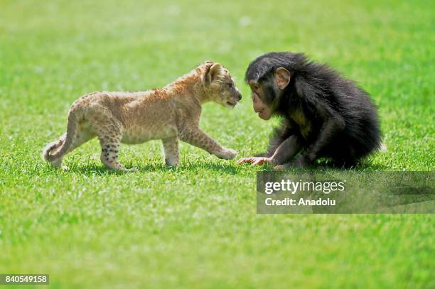 The baby lion named 'Cesur', which was found in a car during traffic control in Cizre district of Sirnak province, and the baby monkey named 'Can'...