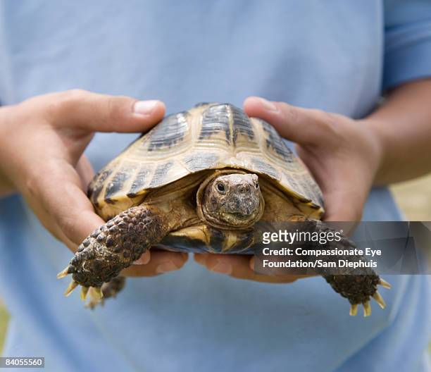 reptiles and kids - box turtle fotografías e imágenes de stock