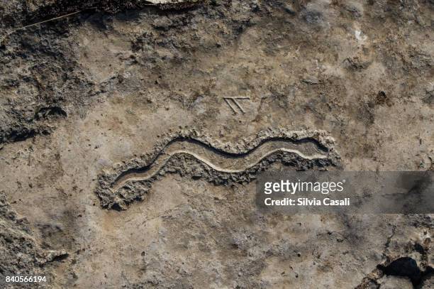 snake shape carved on stone ground - silvia casali stock pictures, royalty-free photos & images