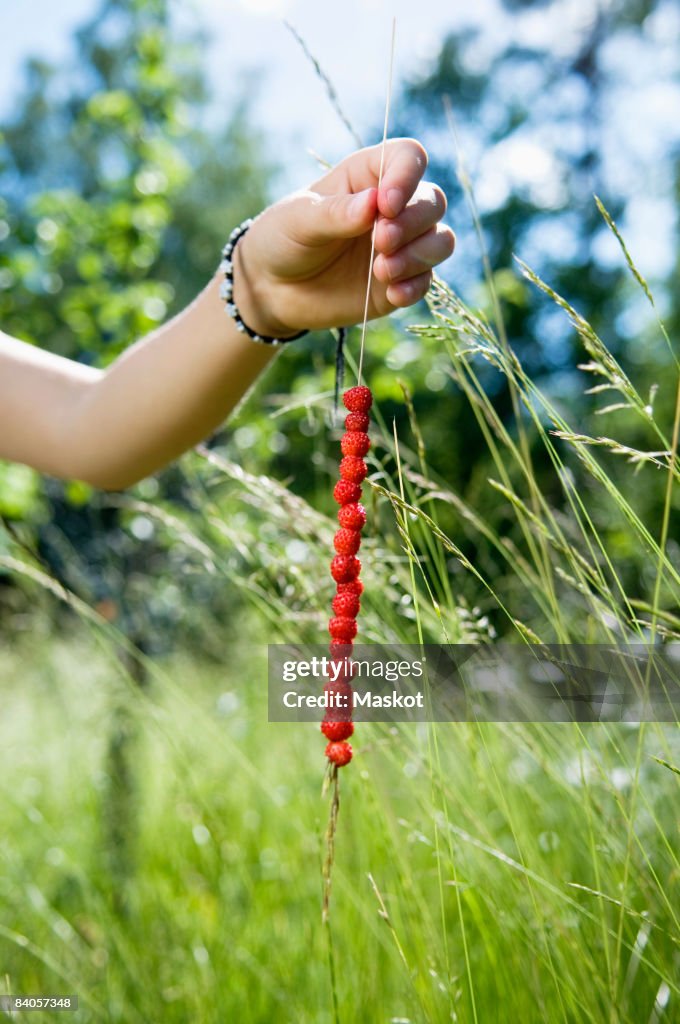 Grass straw with wild strawberries