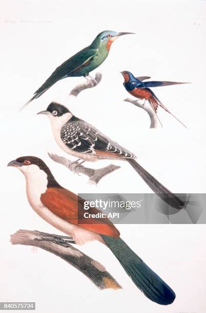 Oiseaux d'Egypte, le coucalhouhou, le coua noir et blanc, le guêpier de Savigny, l'hirondelle de Riocour, planche réalisée par Jules-César Savigny...