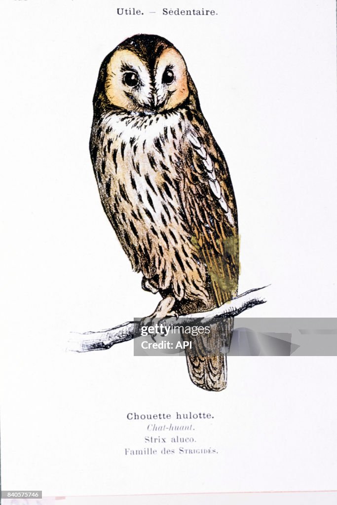 Chouette hulotte ou chat-huant. News Photo - Getty Images