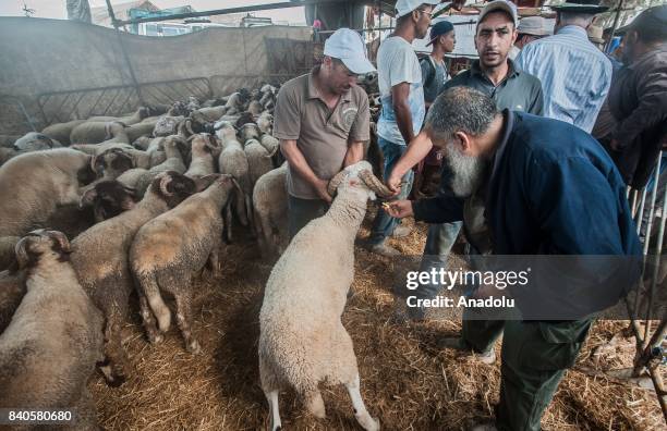 Man marks a sacrificial animal with an ear tag at a livestock market ahead of Eid al-Adha, also called as Feast of the Sacrifice, the second of two...