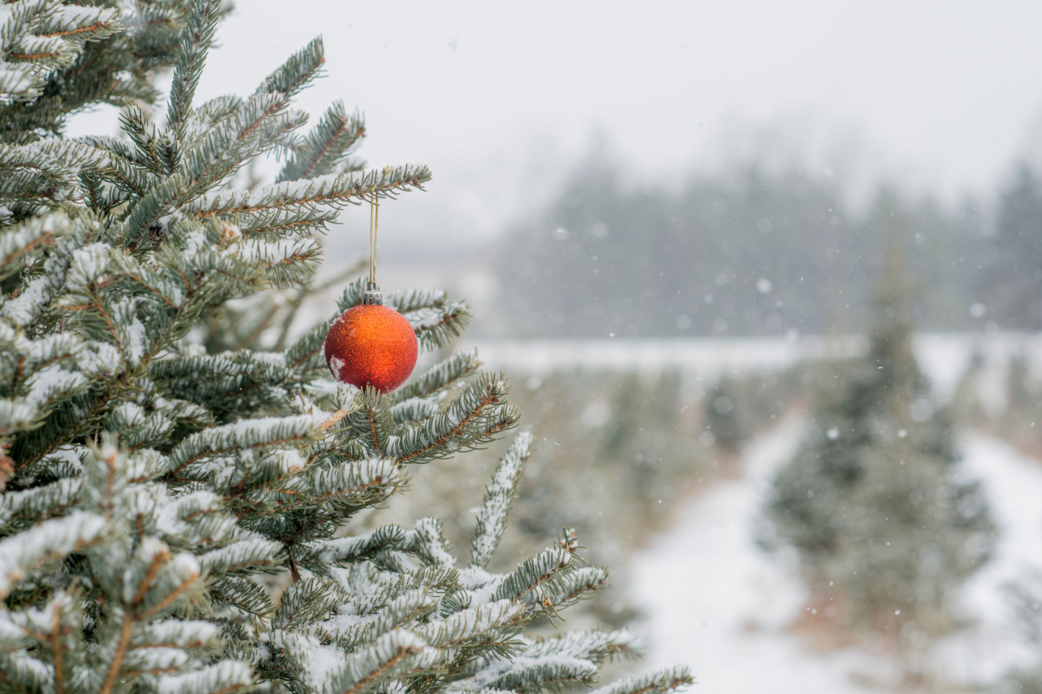 countryside christmas