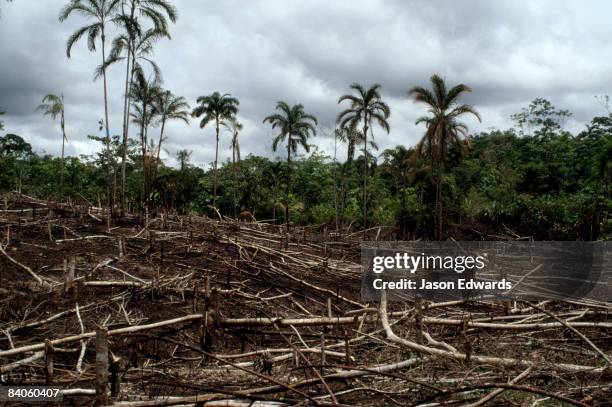 amazon basin, northern peru. - río amazonas fotografías e imágenes de stock