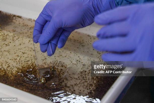 Brazilian biologists handle mosquitoes larvael at the Fiocruz Institute in Rio de Janeiro, before releasing Aedes aegypti mosquitoes infected with a...