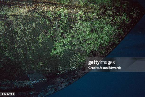 ningaloo marine park, western australia, australia. - barnacle fotografías e imágenes de stock