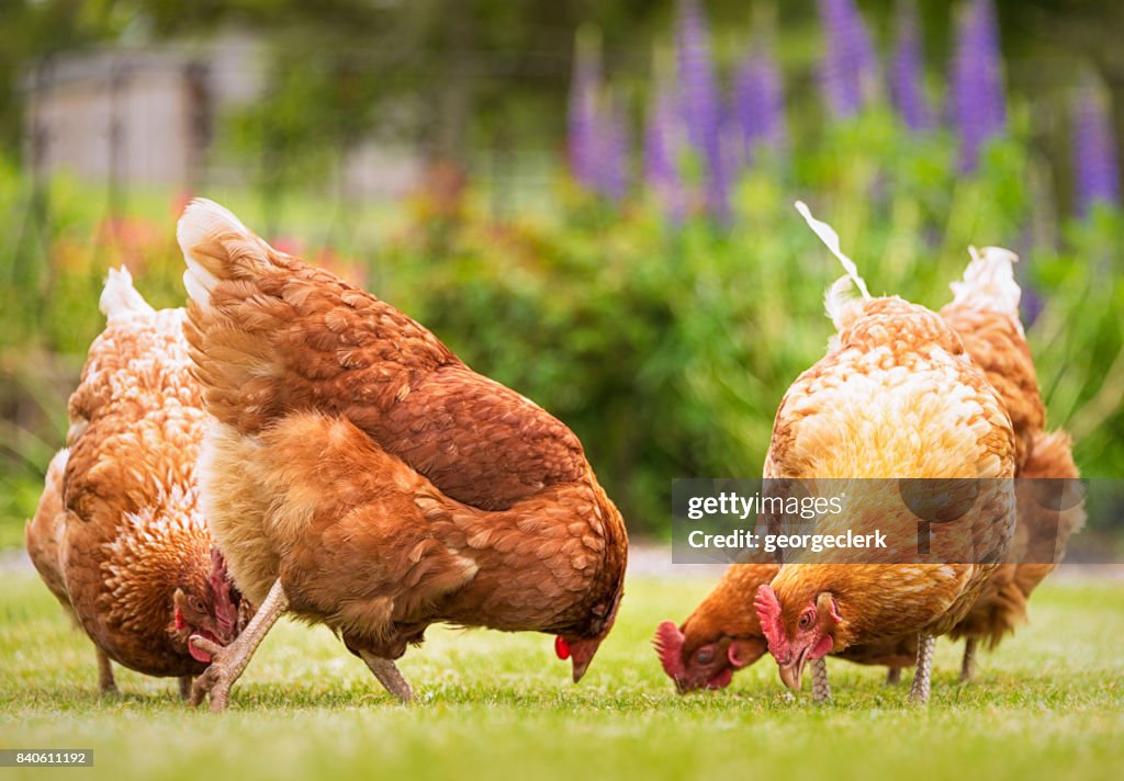 Group of free-range hens foraging for food