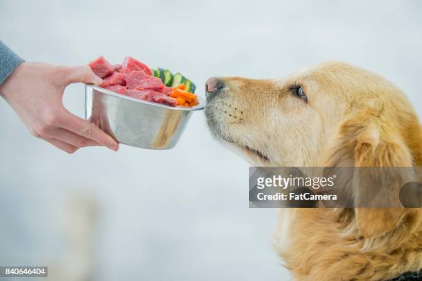 ausgewogene ernährung - service dog stock-fotos und bilder