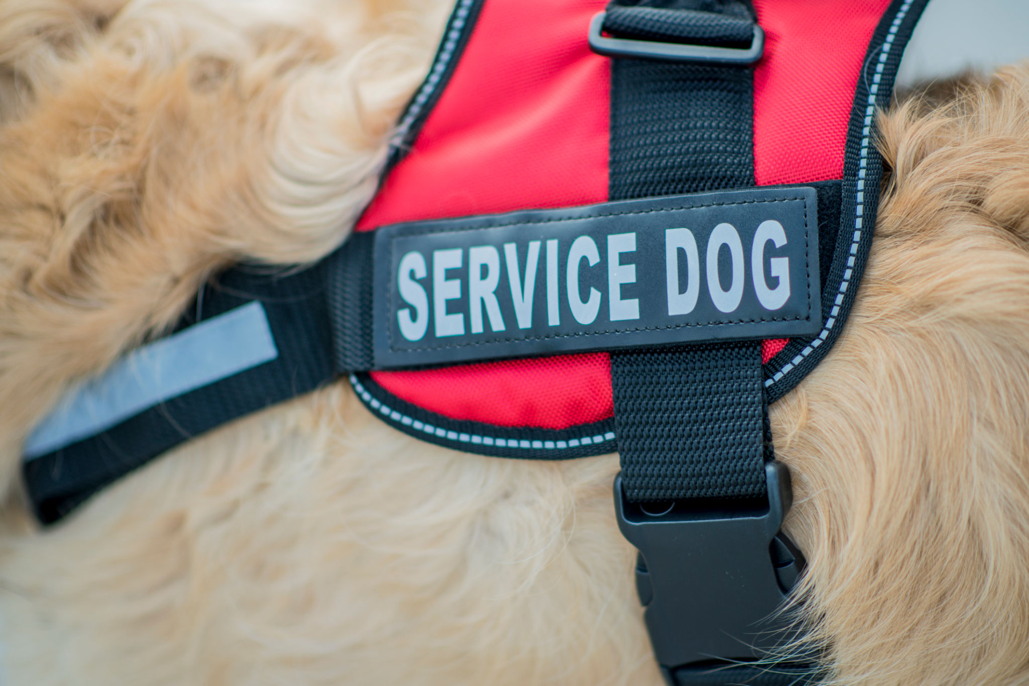 Service dog Harness or Vest Service dog Harness or Vest