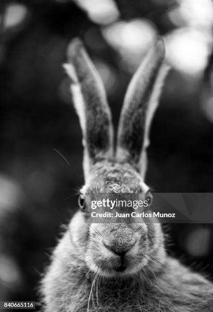 european hare - liebre europea (lepus europaeus), also known as the brown hare, navarra, spain, europe - hare stock pictures, royalty-free photos & images