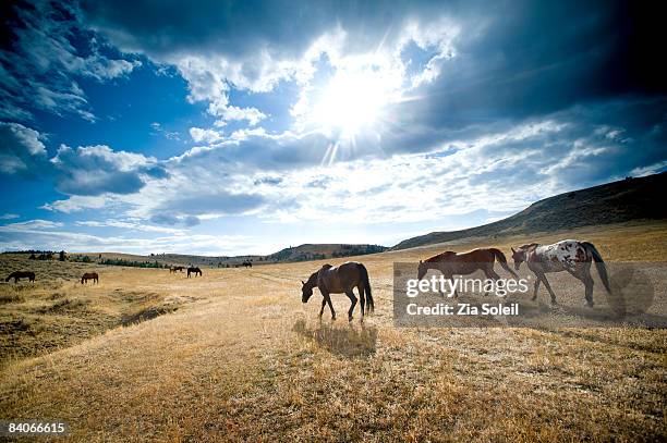horses in wide open summer pasture, big sky - bozeman stock pictures, royalty-free photos & images