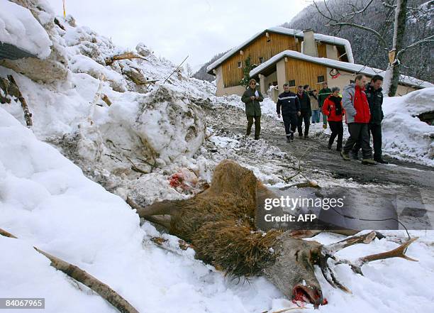 Des habitants d'un hameau de la commune de Saint-Etienne-de-Tinée passent près d'un cerf tué par l'avalanche de la veille, le 17 décembre 2008. Une...