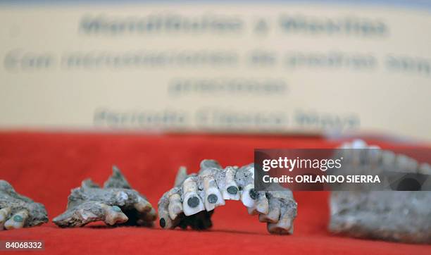 Human jaws inlaid with semiprecious jade stones, dated from the Maya period, are showed at the Honduran Institute of Anthropology and History examins...