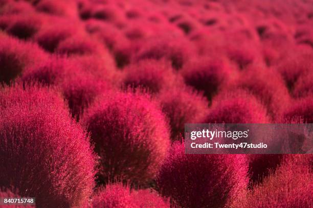 red kochia scoparia field in autumn - hitachi seaside park stock pictures, royalty-free photos & images