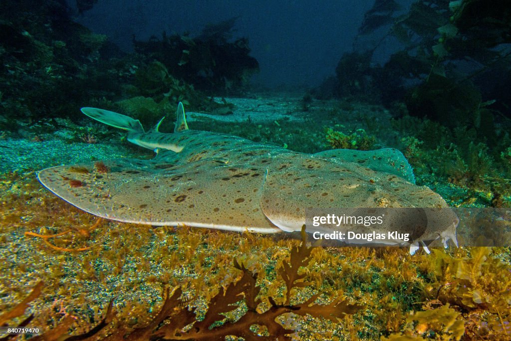 Shark4Sept25-15