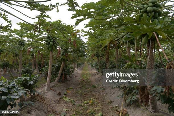 Papaya hang from trees in an orchard at the Skybury Coffee Pty papaya plantation in the Atherton Tablelands, Queensland, Australia, on Tuesday, Aug....