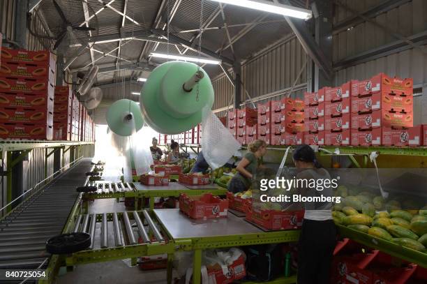 Workers pack freshly picked red papaya in the packing shed at the Skybury Coffee Pty papaya plantation in the Atherton Tablelands, Queensland,...