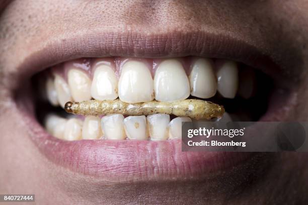 Tooth Bugs Photos and Premium High Res Pictures - Getty Images