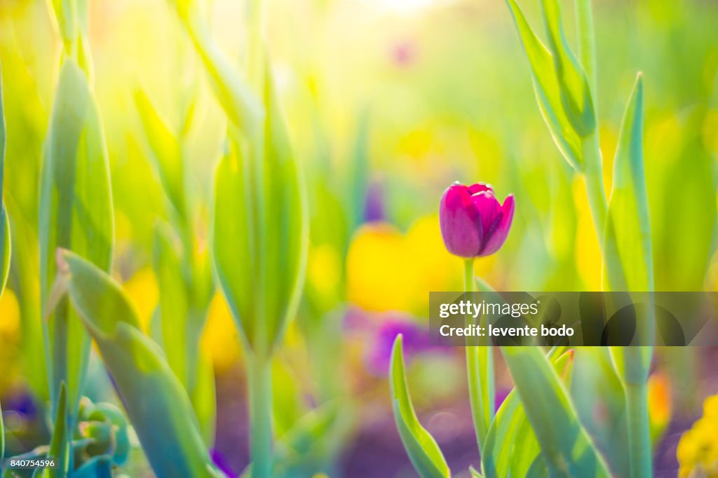 Sunset nature view of summer field. Beautiful calm Sunset background. Nature and ecology concept. Golden evening sunset on the meadow, rural summer backgrounds. Nature rural floral field on sunset.