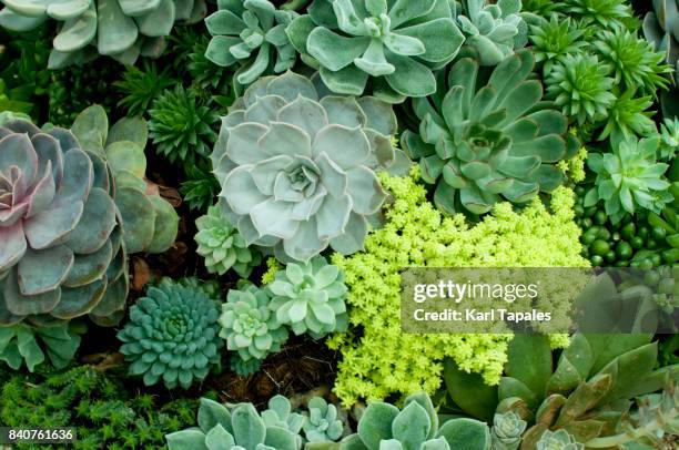 succulent plants - succulent plant ストックフォトと画像