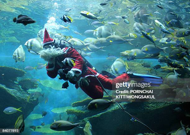 Diver dressed in Santa Claus costume swims inside an aquarium as part of a promotion for Christmas festival in Bangkok on December 18, 2008....