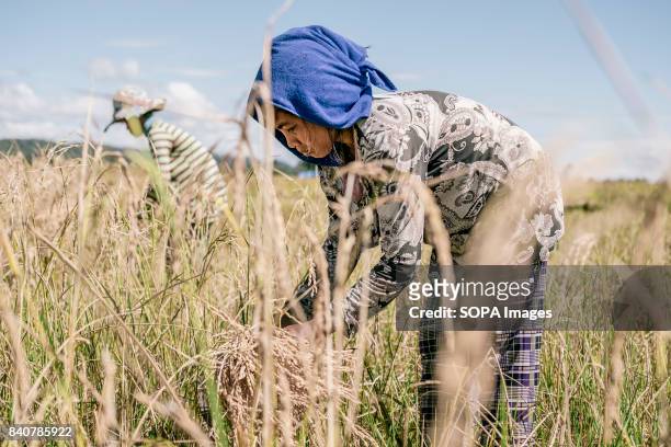 Kachock women works in the fields during the rice harvest. The Kachock are an ethnic group that live on lands that run along the banks of the Sesan...