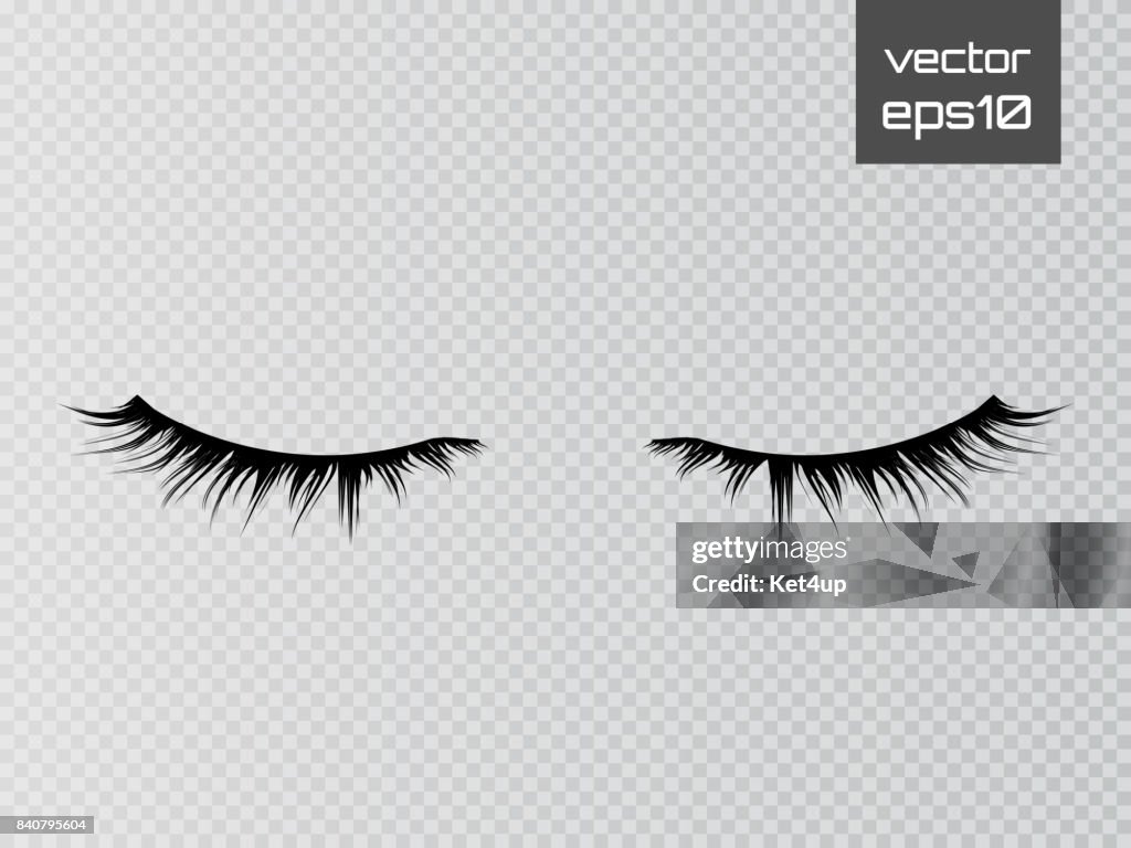 Lashes Person Vector Lashes Isolated On Transparent Background False Eyelashes Set Vector ...