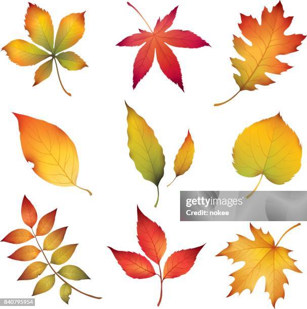 autumn leaves - fall leaf stock illustrations