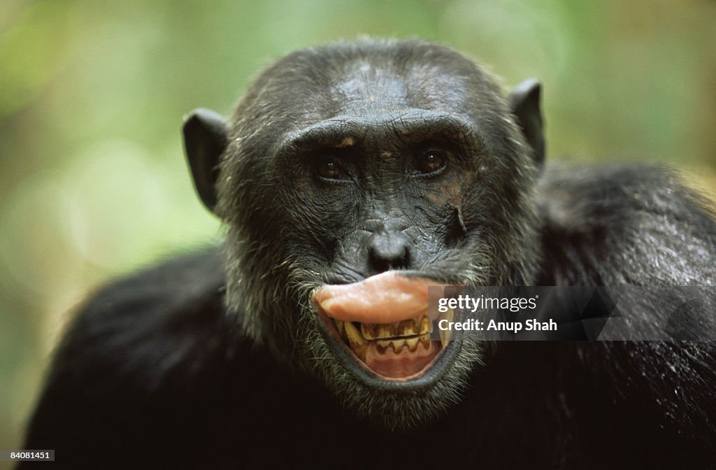 Male Chimpanzee exposing teeth