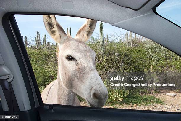 curious wild donkey looking in a car - bonaire stock-fotos und bilder