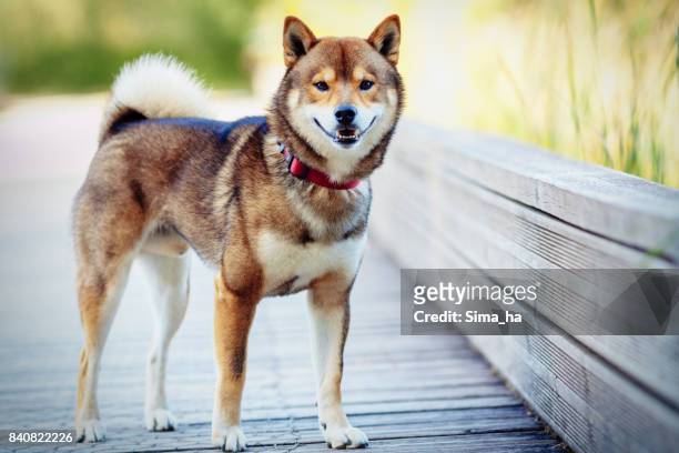 a woman photographs the shiba inu - shiba inu adult stock pictures, royalty-free photos & images