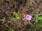 Purple White Unwanted Flora Ivy Flower