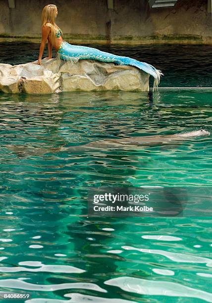 Mermaid" Hannah Fraser poses in the new exhibit at Sydney Aquarium built to house dugongs Pig and Wuru on December 19, 2008 in Sydney, Australia. The...