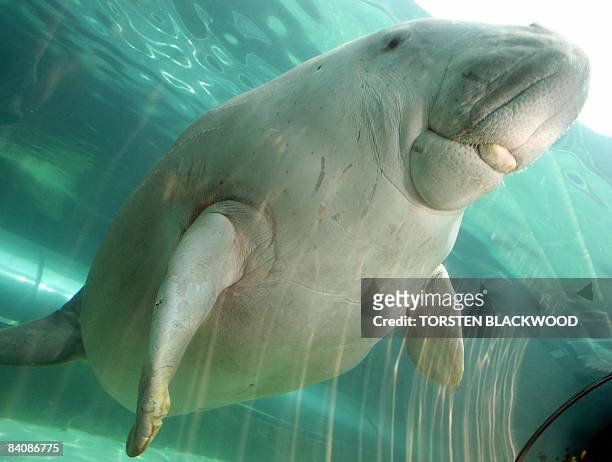 Wuru' the dugong aquaints herself with the new Mermaid Lagoon... News Photo  - Getty Images