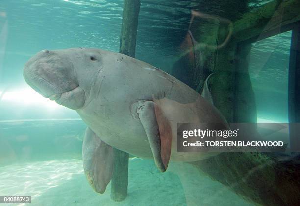 'Wuru' the dugong aquaints herself with the new Mermaid Lagoon exhibit at Sydney Aquarium on December 19, 2008. The 1.7 million litre tropical water...