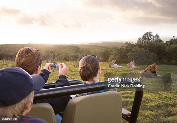 family safari, photographing lions from vehicle - lion africa stock-fotos und bilder