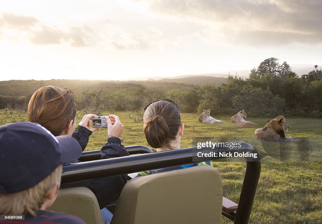 Family safari, photographing lions from vehicle