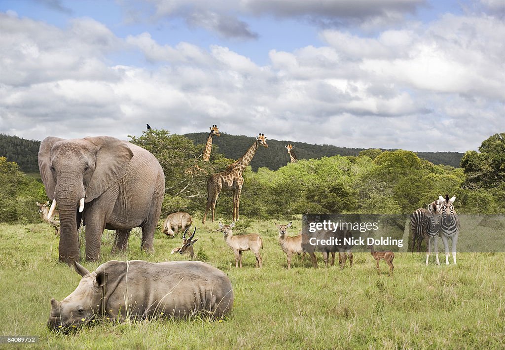 Animals in safari park