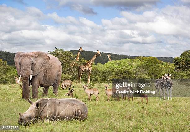 animals in safari park - different animals together fotografías e imágenes de stock