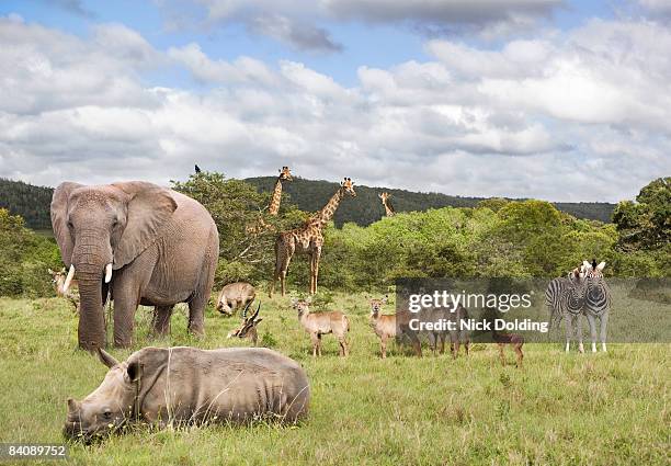 animals in safari park - safaridieren stockfoto's en -beelden